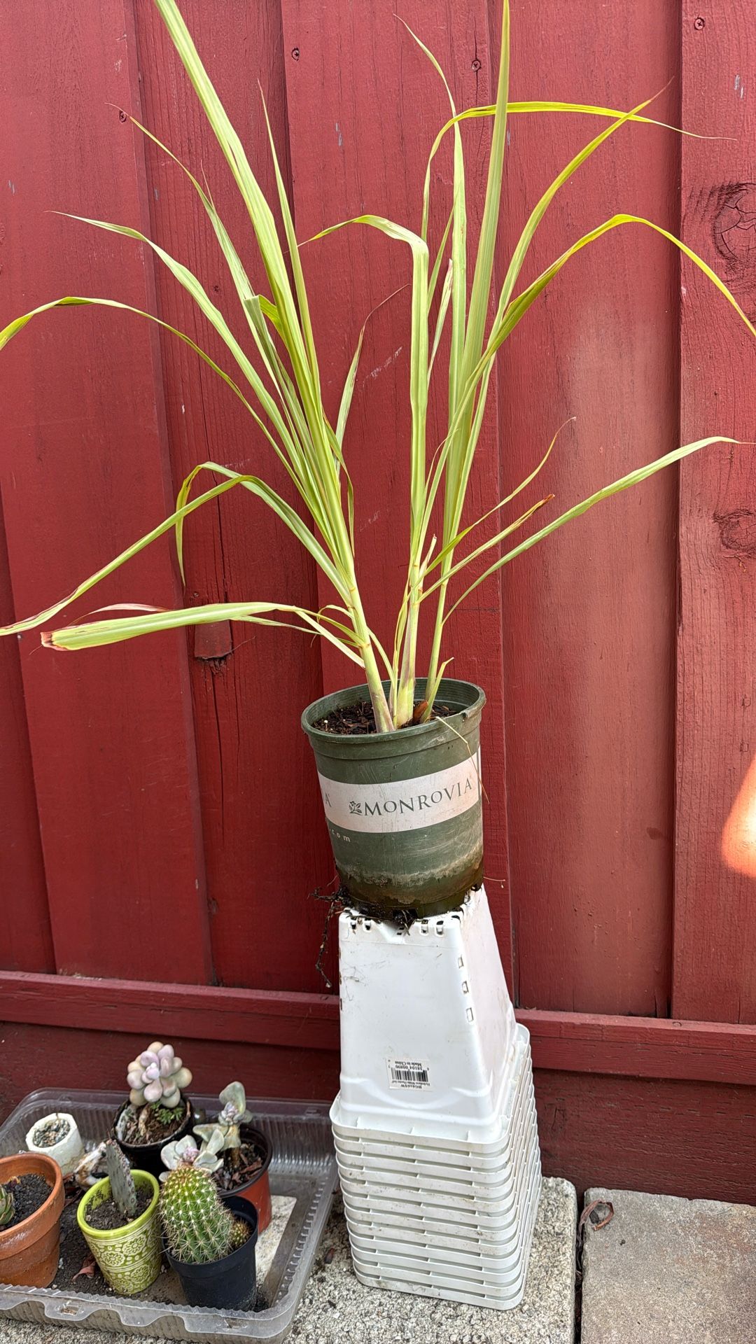 Lemongrass Plant 