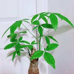 Money Tree Stump In Ceramic Pot