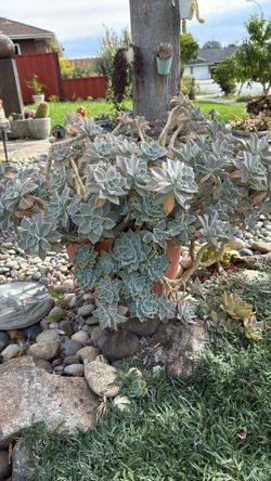 Succulent Plant $55 In Big Pot 