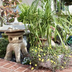 Two Palms In Shallow And Wide Ceramic Pots - $200 For Both Or $120 Each