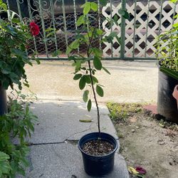 Plantas De Chipilin
