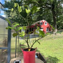 Meyer Lemon Tree Plant 