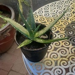 Aloe Vera plant
