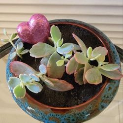 Succulent Plant In Ceramic Pot 