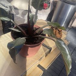 Plant In Nice Pot Big Size $40for Room