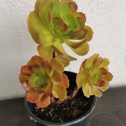 red heart aeonium 5/6 yrs old only 1 hurry