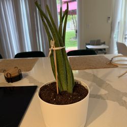 Aloe Vera 