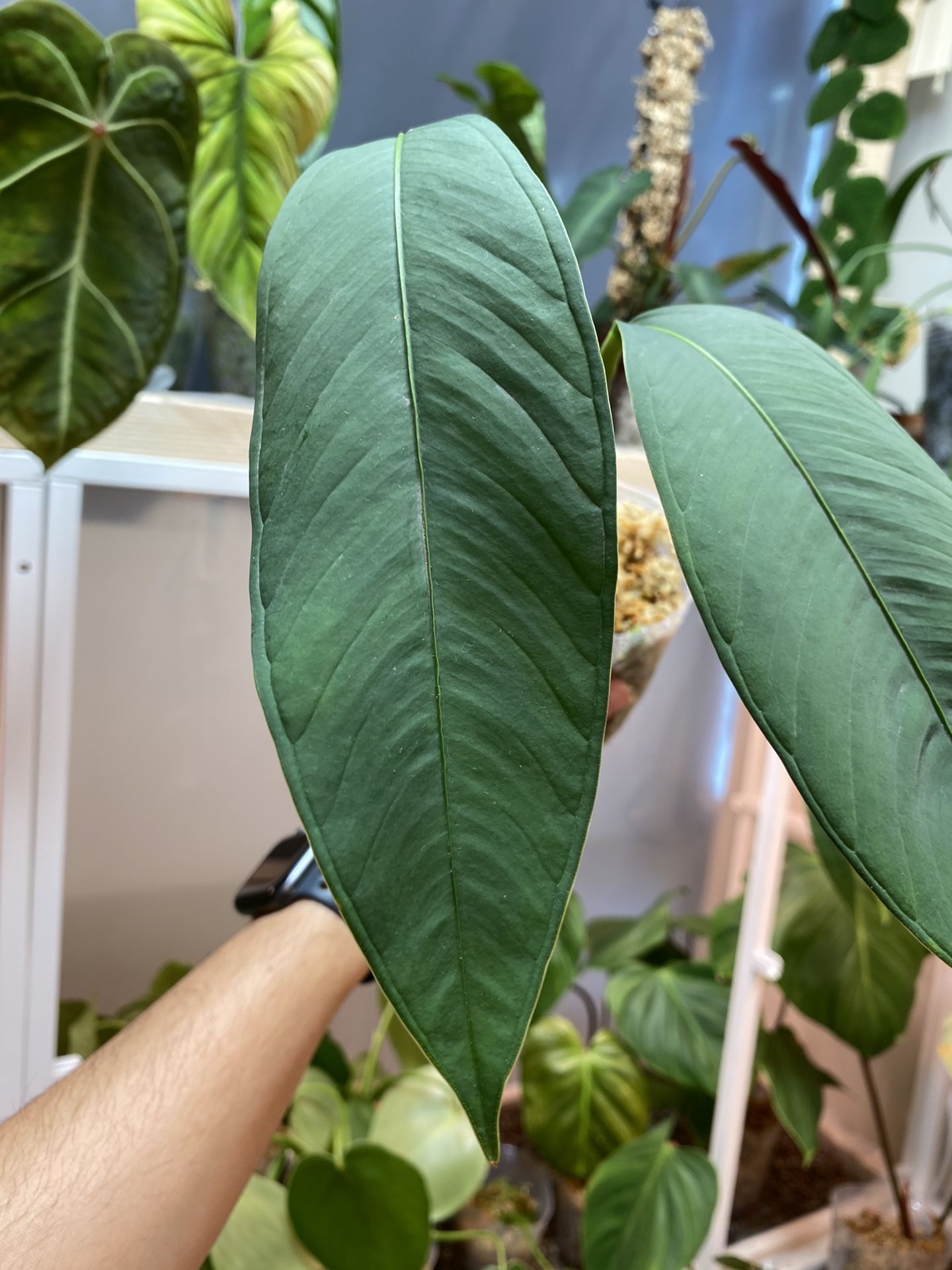 Anthurium Microphyllum