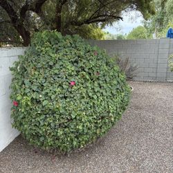 Trees Pruning And Lawn 