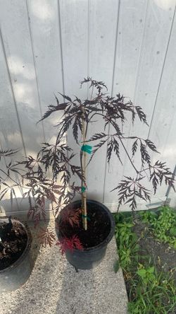 Japanese maple $40 each