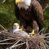  Cody Bird
