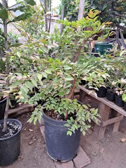 arbol