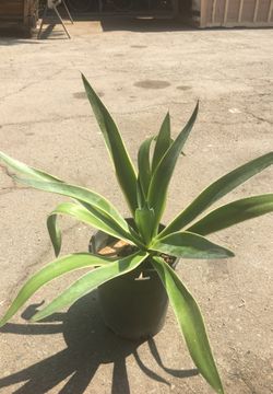 Agave plant