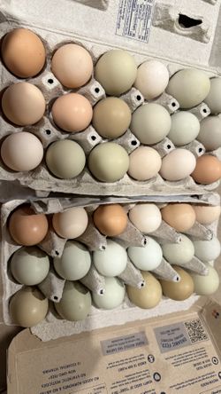 Organic Eggs