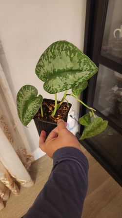 Scindapsus Silver Splash