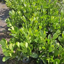 Clusias Starting  $10  And Up All Sizes Available Instant Projects Hedge For Fence