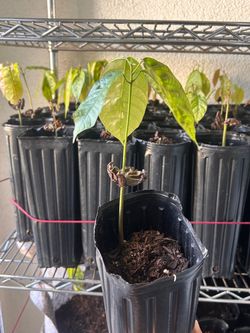 🍫 Cacao fruit tree sapling 🌤 Grows in shade
