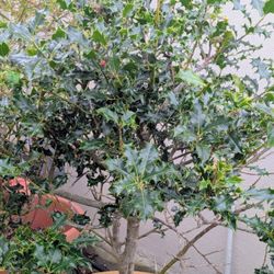 English Holly bush