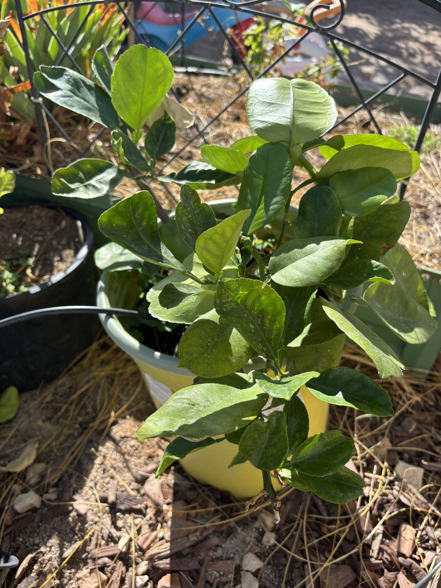 Grapefruit Tree Citrus Plant White Flowers