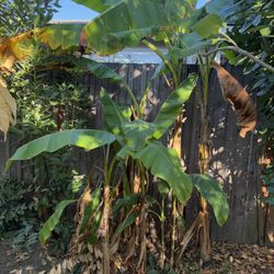 Banana Palm