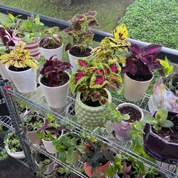 Outside Plants 