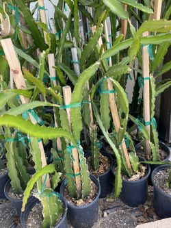 Dragon Fruit Plant
