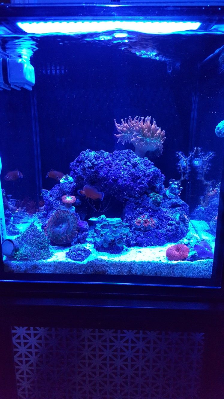 10 Gallon Nuvo Reef Tank All In One