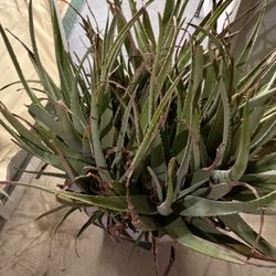 Aloe Plant