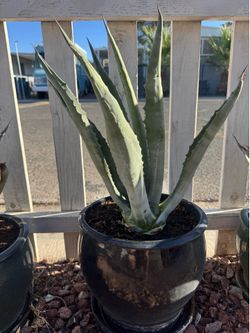 Outdoor plant 🪴
