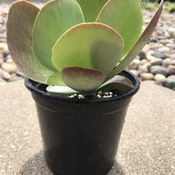 Paddle Plant - Succulent  Live Rooted - 4 Inch Pot 