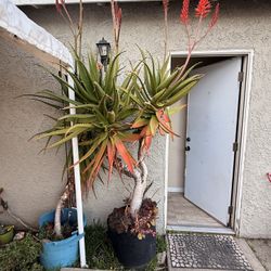 Aloe Vera Plants 