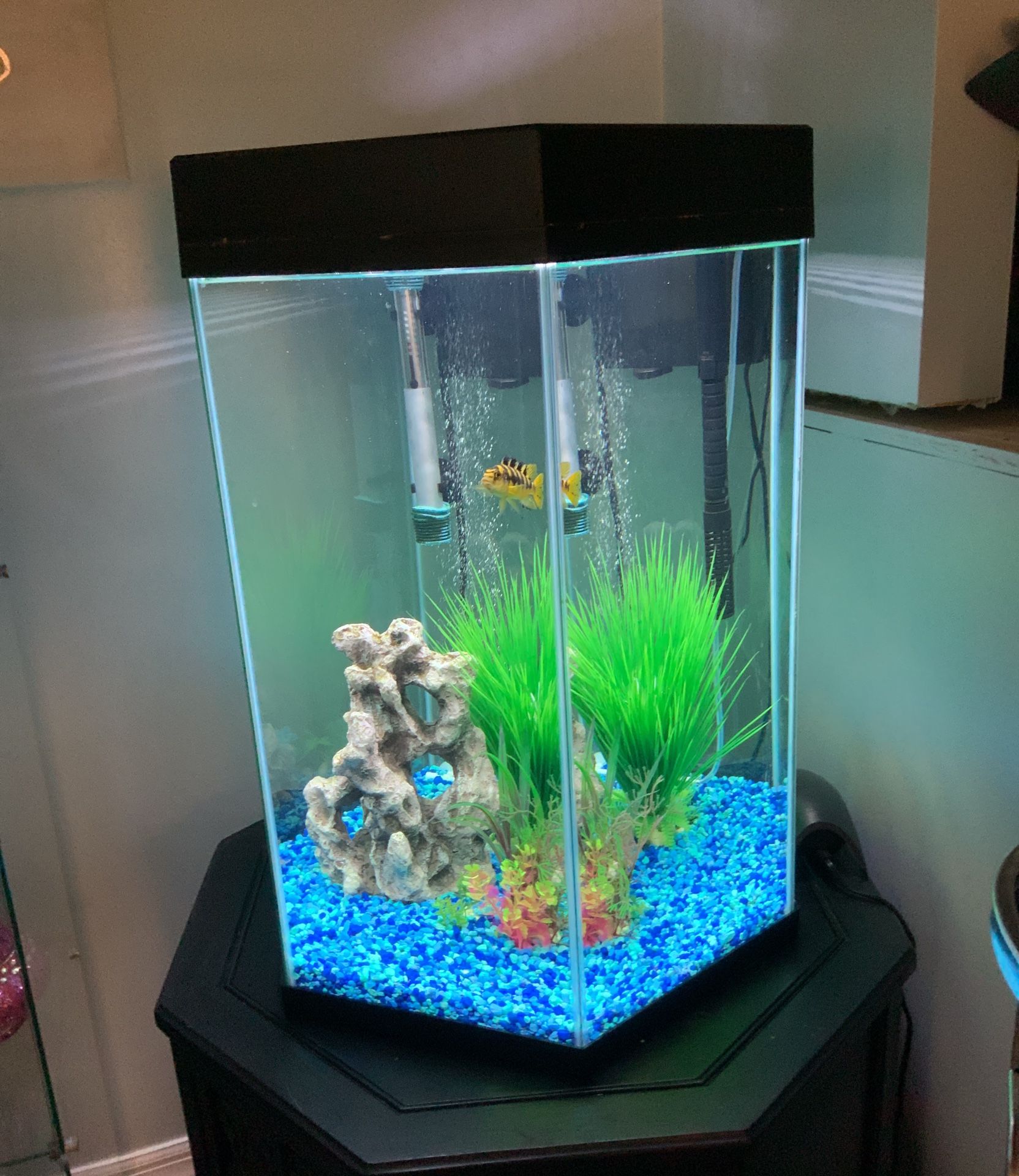 20 GALLON OCTAGON FISH TANK