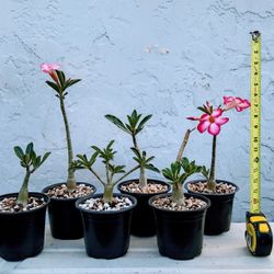 Desert Rose Plants 6/$50 Bradenton Adenium Obesum 