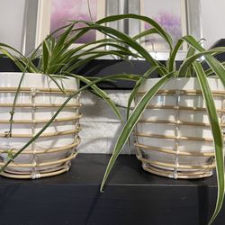 Modern Boho Planters Spider Plant Succulents 