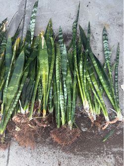 Snake Plants, bare -root for propagation or repotting