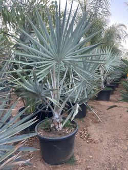 Bismarckia nobilis, silver Bismarck Palm tree