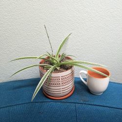 Spider Plant In Ceramic Pot