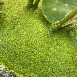 Duckweed