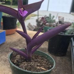 Purple Heart - Spiderworts (Tradescantia pallida) 3.5 inch pot 