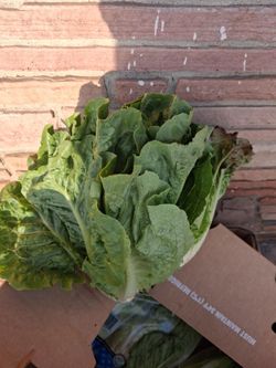 Free lettuce
