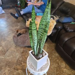 2ft 3in Tall Sansevieria Snake Plant In Ceramic Pot With Stones 