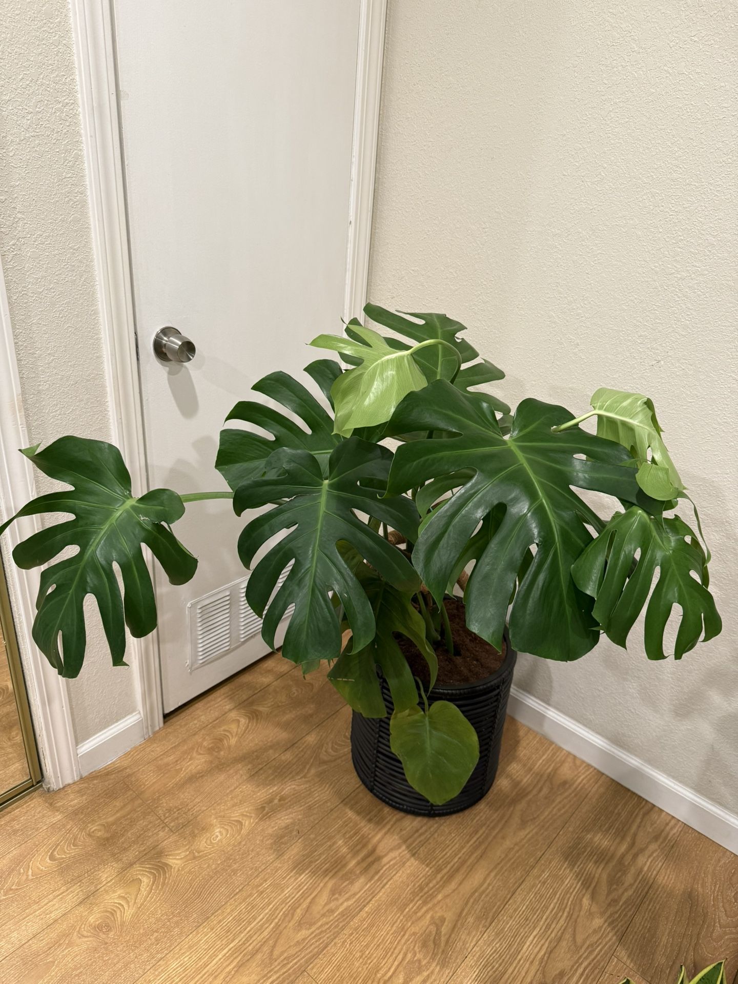 Monstera Plant With Decorative Pot