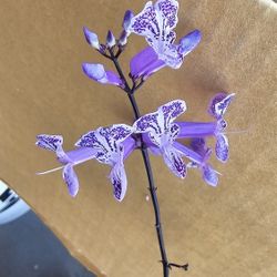 Mona Lavender Flower Plant, 1ft Tall, Rooted, Blooming