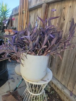 Purple heart plant