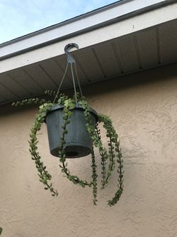 Hanging secculent .