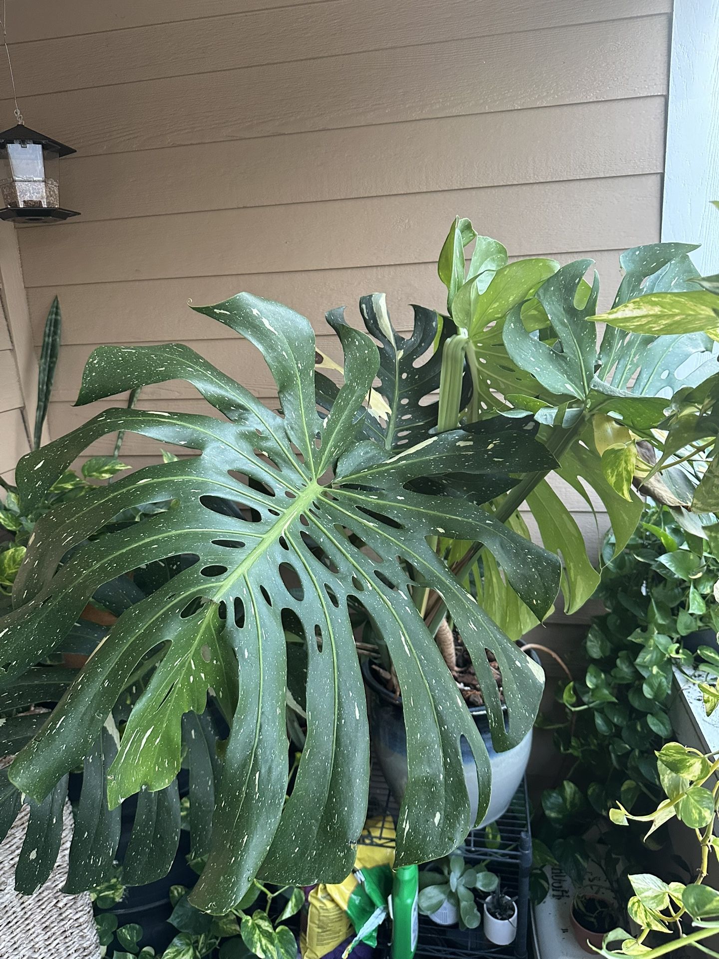 Indoor & Patio Plant Sale πΏ (Monstera, Pothos, Succulents + more!)