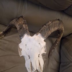 Taxidermy Medium Goat/ Ram