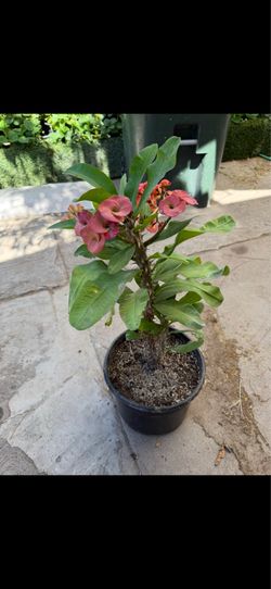Planta corona de Cristo