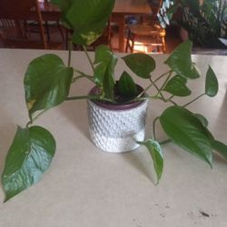 Photos Plant  Very Pretty And Healthy In A Ceramic Pot $6