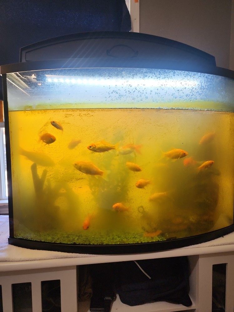 Goldfishes